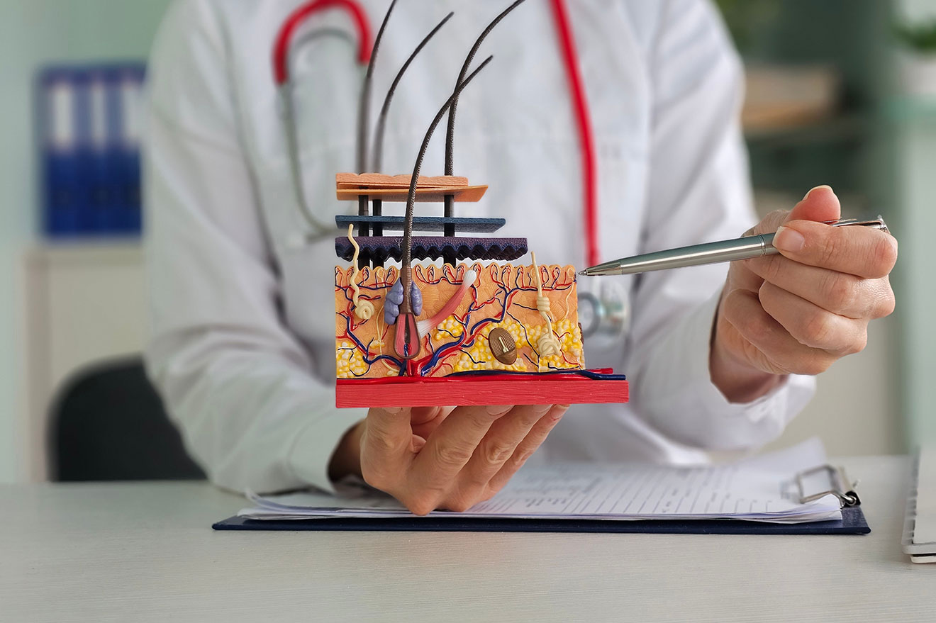 A dermatologist pointing to a model of the skin